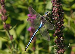 Anax imperator