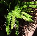 Asparagus fern.