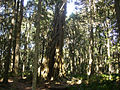 A strangler fig in the National Park