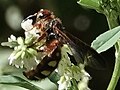 Colpa octomaculata octomaculata female