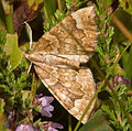 Veränderlicher Haarbüschelspanner (Eulithis populata)