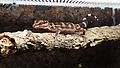 spotted ground gecko