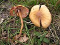 Laccaria laccata (Gen. Laccaria)