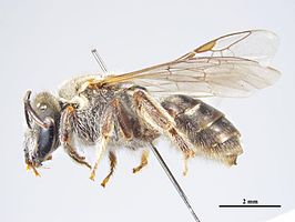 Lasioglossum metallicum