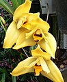 Lycaste grex hera