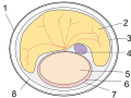 1) Shell 2) Yolk 3) Yolk Sac 4) Allantois 5) Embryo 6) Amniotic Fluid 7) Amniotic Membrane 8) Membrane