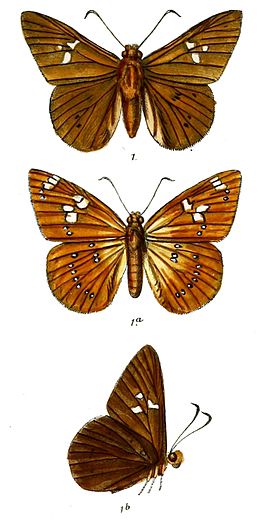 Capila phanaeus