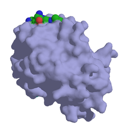 Prostataspezifisches Antigen