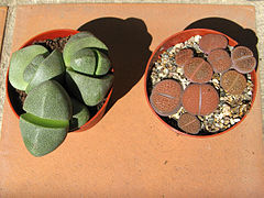 With Lithops hookerii