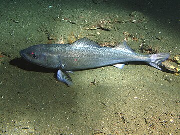 Sablefish resting on soft sediment 302 m (991 ft) deep