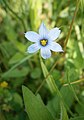 Sisyrinchium angustifolium close-up