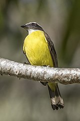 M. s. texensis Belize