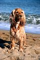 Springer Spaniel