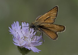 Turks geelsprietdikkopje