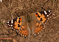 Distelfalter (Vanessa cardui)