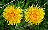 A picture of dandelion weeds.