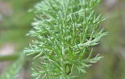 Achillea millefolium yaprağı