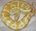 Albino Ball Python