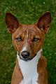 Basenji oder auch Kongo Terrier