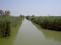 Kanal in der Camargue