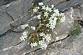 Cerastium alpinum