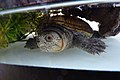 narrow-bridged musk turtle