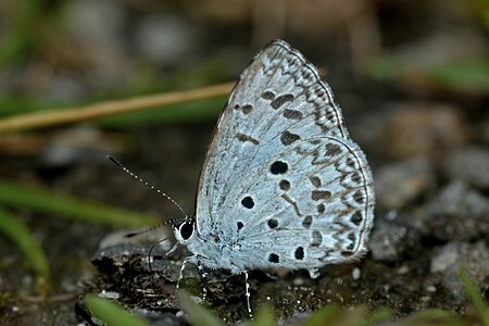 Ventral view