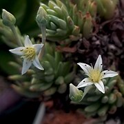 Multiple flowers and buds.