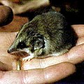 lesser hairy-footed dunnart