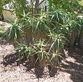 Aloe upon Franceschi Park, Santa Barbara, California: Sep 2015