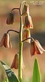 Fritillaria persica-34