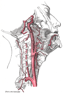 De rechter halsslagader in de Gray's Anatomy-atlas (1918). De arteria carotis interna splitst zich ongeveer in het midden van het plaatje uit de arteria carotis communis