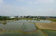 Reisfelder in Guiren