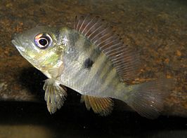 Gymnogeophagus balzanii