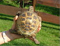 Die Zuwachsringe sind bei dieser Vierzehenschildkröte hellgrün