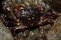 Purple shore crab