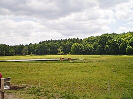 Schotse Hooglanders in het Wasmeer