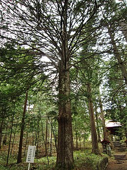 Nagano prefektúrában, Jamagata mellett