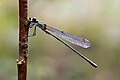 Zöld rabló (Lestes viridis) - hím