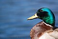 a Mallard (male)