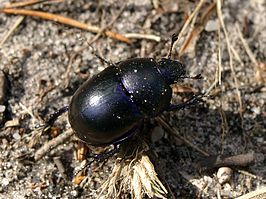 Trypocopris vernalis