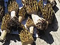 Morchella conica