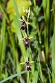 Fliegen-Ragwurz (Ophrys insectifera) Blütendetail