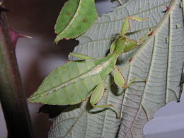 Phyllium celebicum nimfája