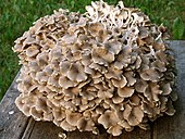 Polyporus umbellatus