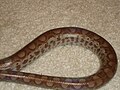 Colombian rainbow boa nighttime