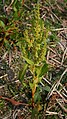 Rumex microcarpus