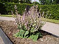 Muskatellersalbei (Salvia sclarea)