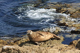 Seal seen along 17-mile drive