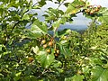 Sorbus isenacensis Thüringen